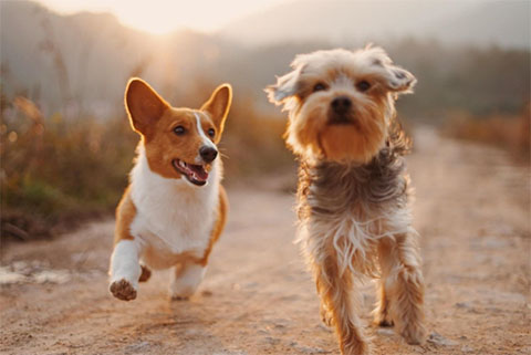 two dogs, a corgi and terrier, running along a dirt road, picture by Alvan Nee on Unsplash