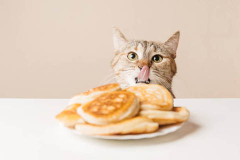 Pancake breakfast, kitty image