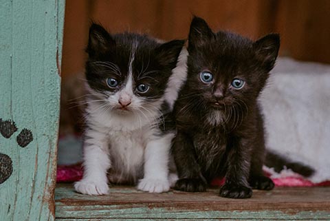 cat fostering form, litter of kittens, Phoeo by Cristyan Bohn