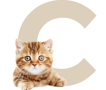 letter C for adoptable cats