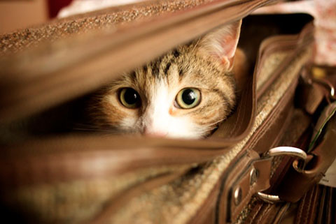 brown and black striped tabby kitten, hiding in a partially closed suitcase