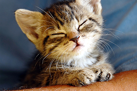 tan and black striped tabby kitten, sitting in owners lap, front paws on arm, closed eyes, head up